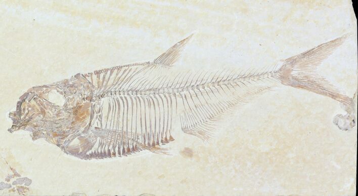Diplomystus Fossil Fish - Wyoming #52723